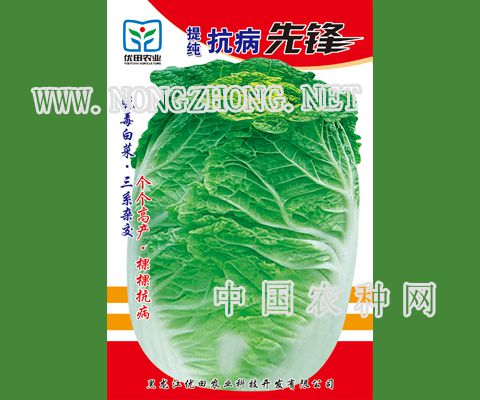 提纯抗病先锋